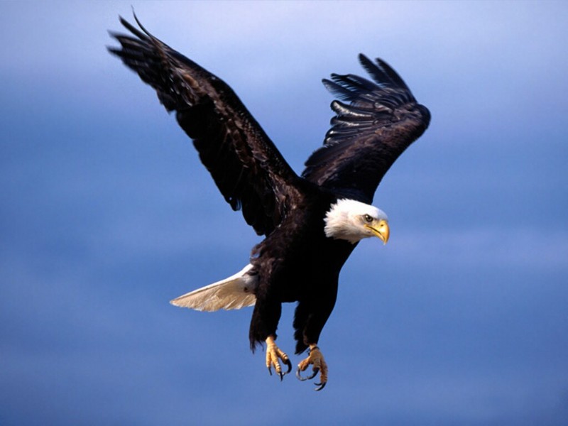 Fearsome Flight, Bald Eagle; DISPLAY FULL IMAGE.