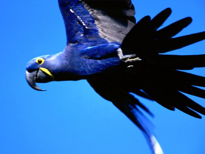 Flight, Hyacinth Macaw; DISPLAY FULL IMAGE.