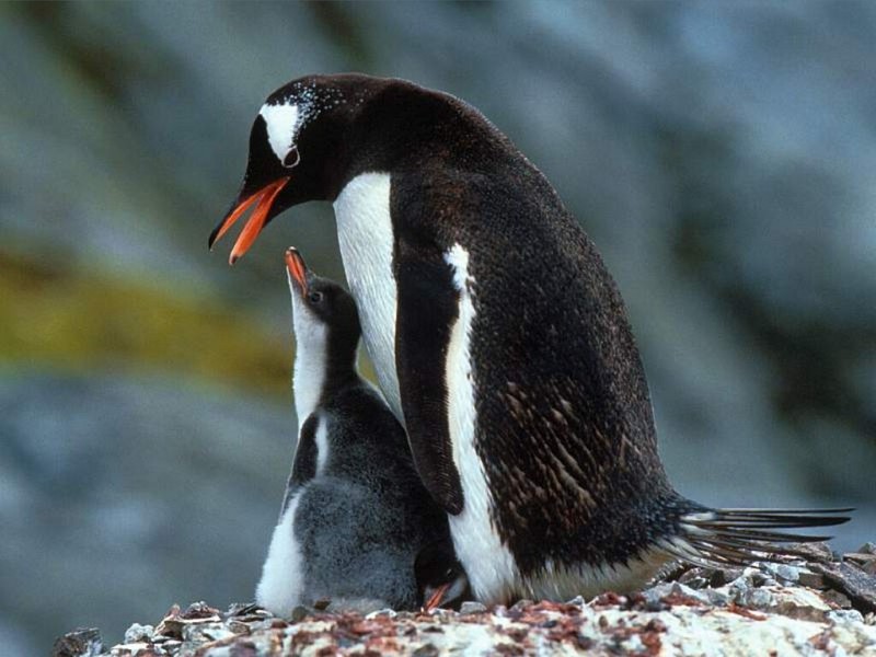 Gentoo Penguin with Chicks, Antarctica; DISPLAY FULL IMAGE.