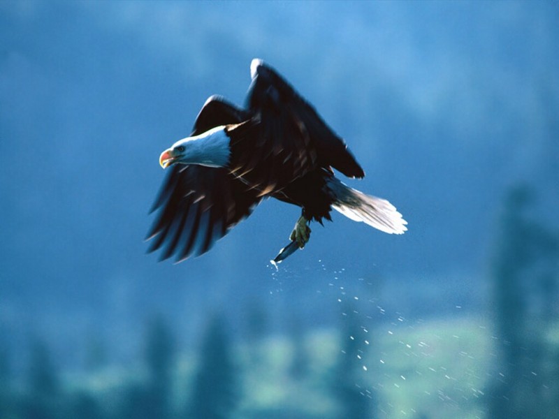 Good Catch, Bald Eagle; DISPLAY FULL IMAGE.