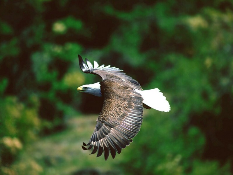 Graceful Glider, Bald Eagle; DISPLAY FULL IMAGE.