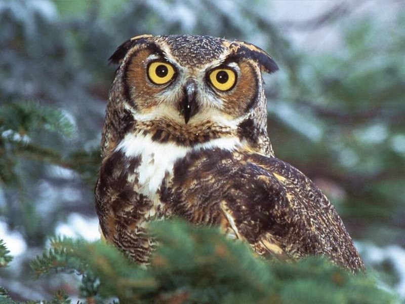 Great Horned Owl, North America; DISPLAY FULL IMAGE.