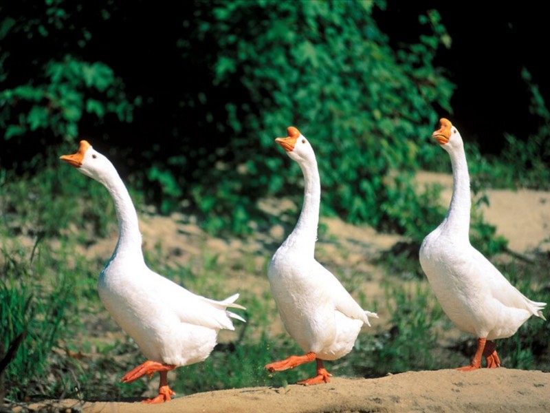 Hup, Two, Three, Four, Geese; DISPLAY FULL IMAGE.
