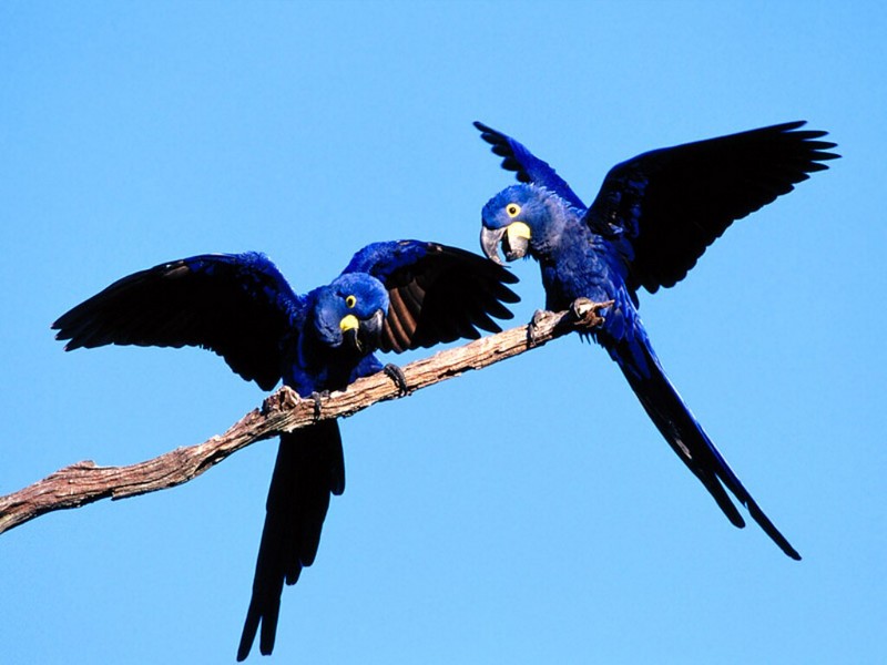 Hyacinth Macaw Pair; DISPLAY FULL IMAGE.