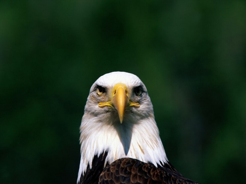 I See You, Bald Eagle; DISPLAY FULL IMAGE.