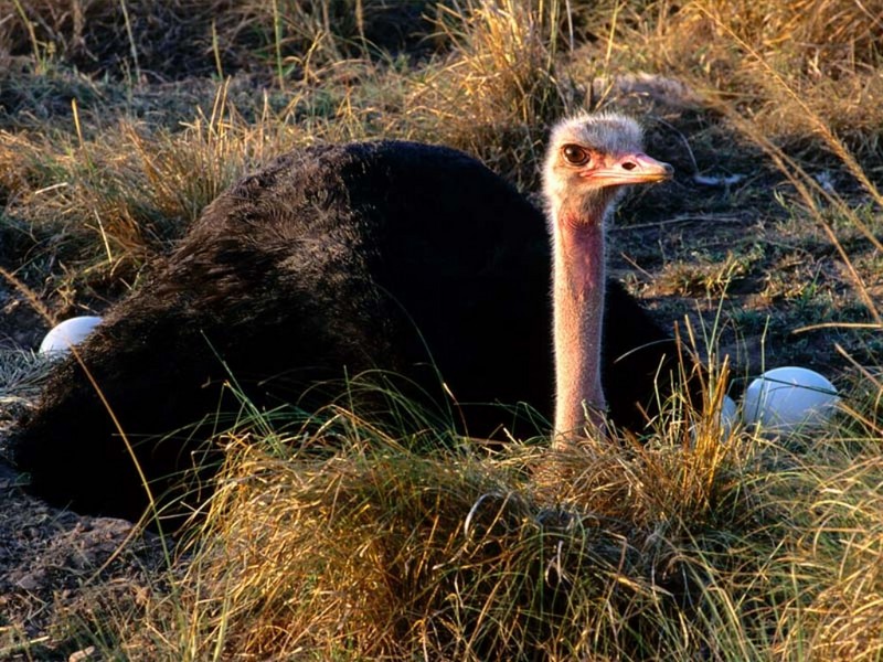 Male Ostrich Guarding the Nest; DISPLAY FULL IMAGE.