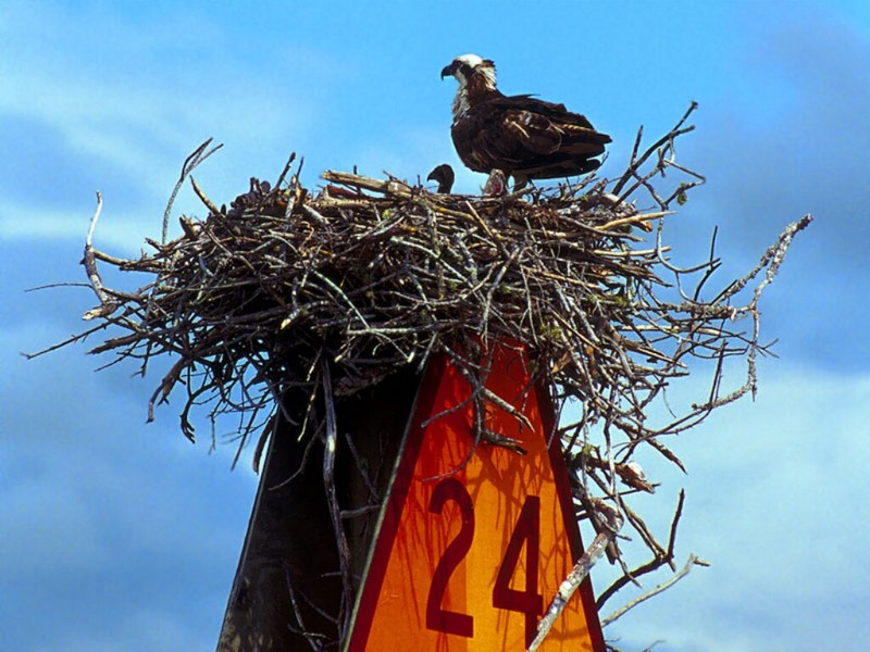 Osprey On Nest, 10,000 Islands, Florida; DISPLAY FULL IMAGE.