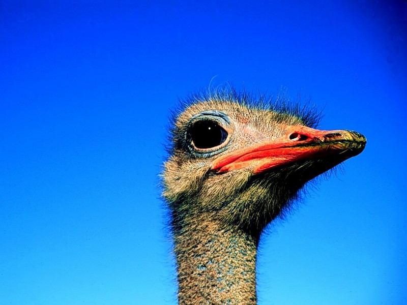 Ostrich, Africa; DISPLAY FULL IMAGE.