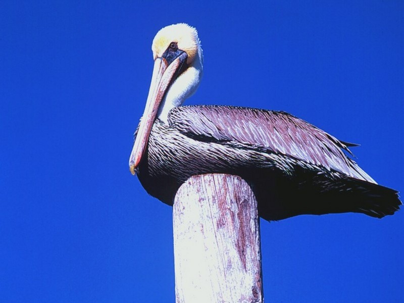 Pelican, Santa Monica, California; DISPLAY FULL IMAGE.
