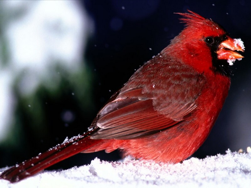 Red Cardinal with a Snowy Beak; DISPLAY FULL IMAGE.