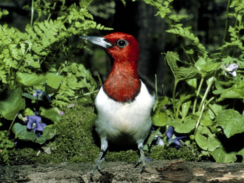 Red Headed Woodpecker, Missouri; DISPLAY FULL IMAGE.