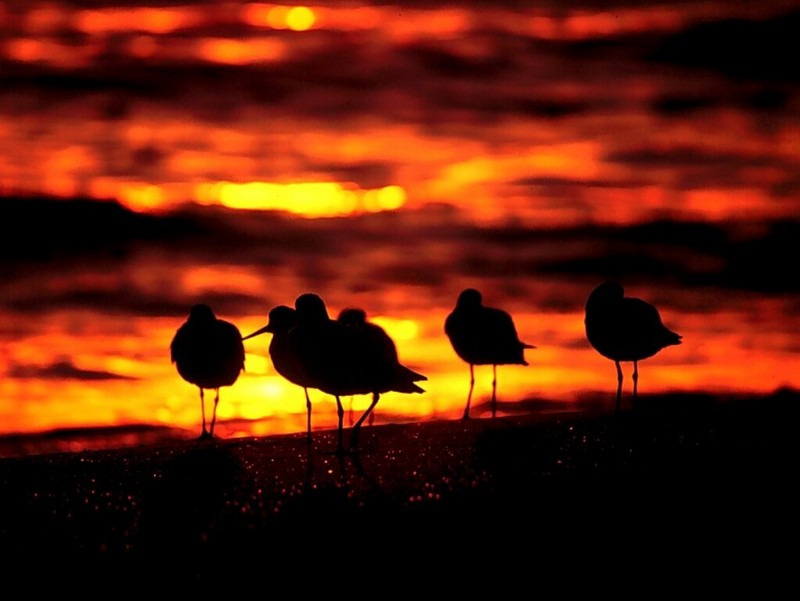 Sandpiper Sunset, La Jolla, California; DISPLAY FULL IMAGE.