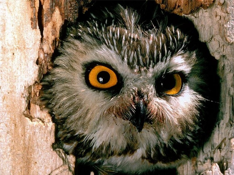 Saw-Whet Owl, Pennsylvania; DISPLAY FULL IMAGE.