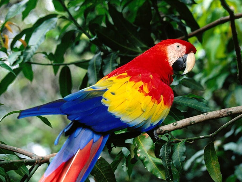 Scarlet Macaw, Costa Rica; DISPLAY FULL IMAGE.