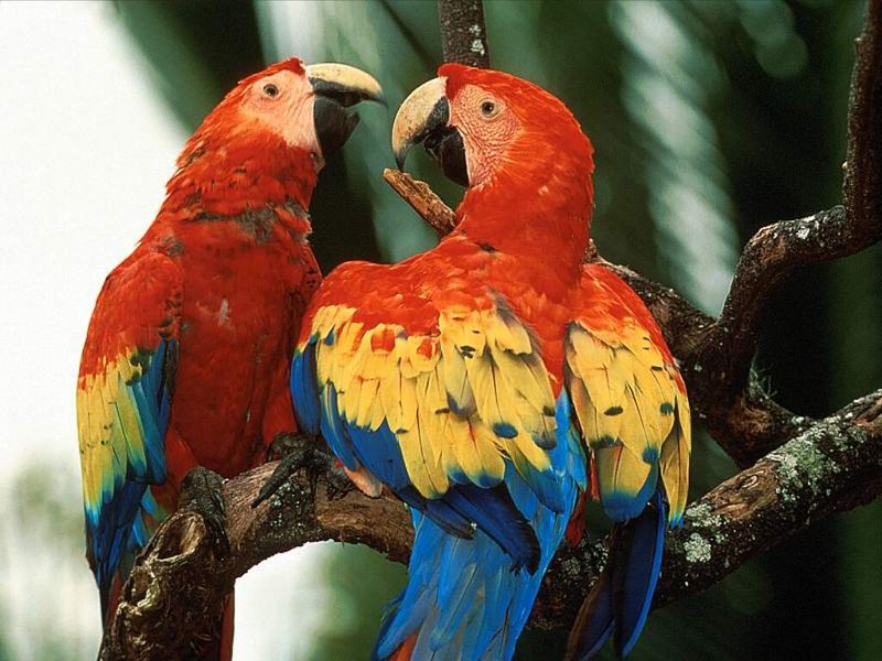 Scarlet Macaws, Belize; DISPLAY FULL IMAGE.