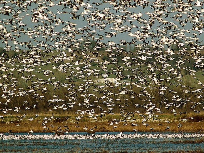 Snow Geese Taking Flight; DISPLAY FULL IMAGE.