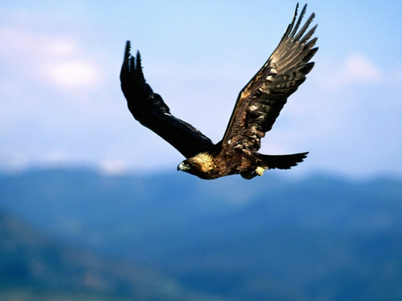 Soaring High, Golden Eagle; DISPLAY FULL IMAGE.