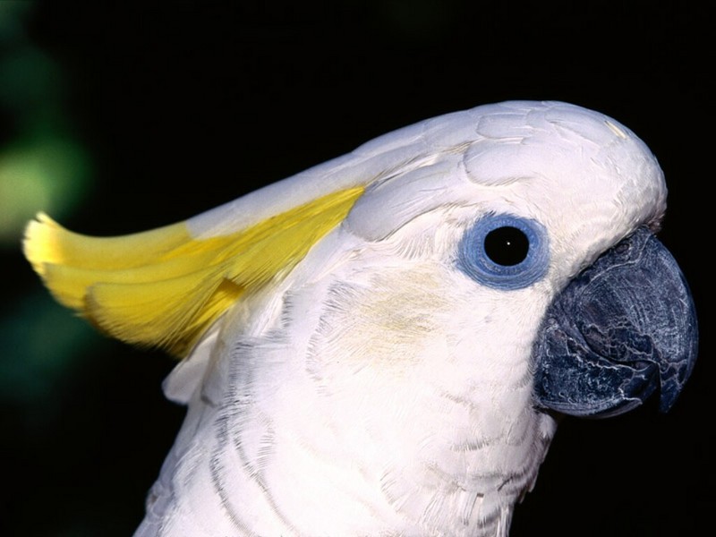 Sulphur-Crested Cockatoo; DISPLAY FULL IMAGE.
