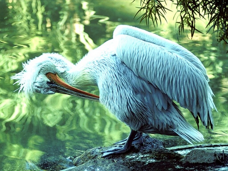 White Pelican, San Diego, California; DISPLAY FULL IMAGE.