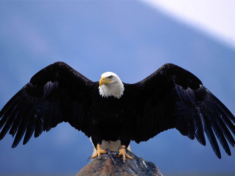 Wingspan, Bald Eagle; DISPLAY FULL IMAGE.