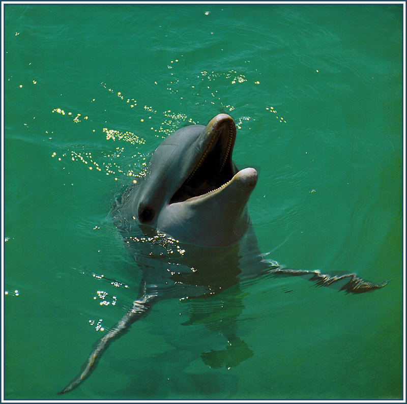 pa_Dolphins_07; DISPLAY FULL IMAGE.