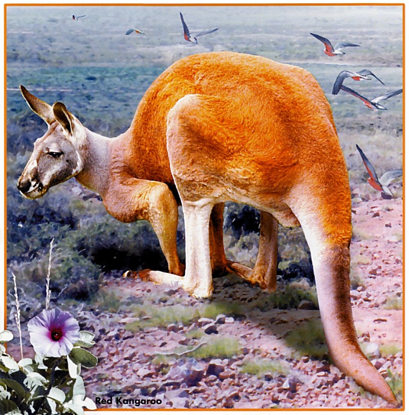 pa_HartTrish_05_Red Kangaroo; DISPLAY FULL IMAGE.