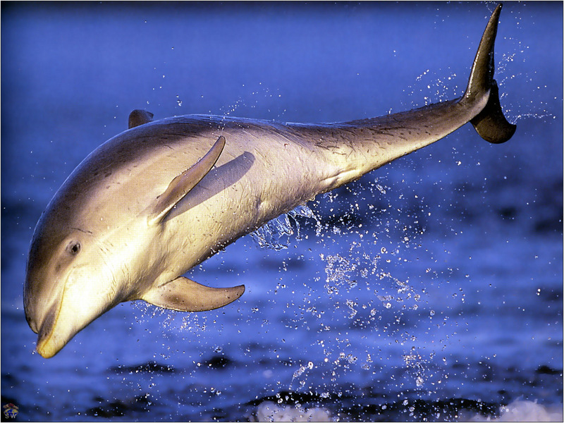 Lvs SW-N026 Bottlenose Dolphin Scotland; DISPLAY FULL IMAGE.