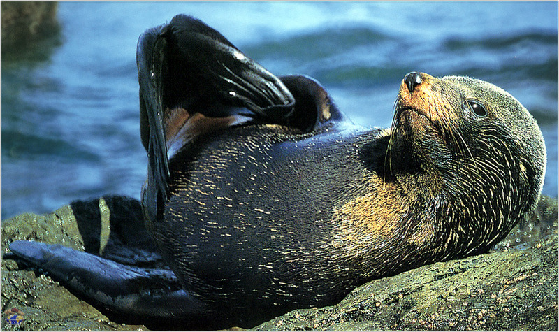 Lvs SW-N011 Young Fur Seal New Zealand; DISPLAY FULL IMAGE.