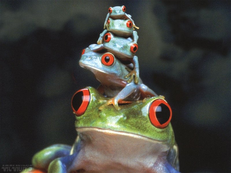 tower of treefrogs; DISPLAY FULL IMAGE.