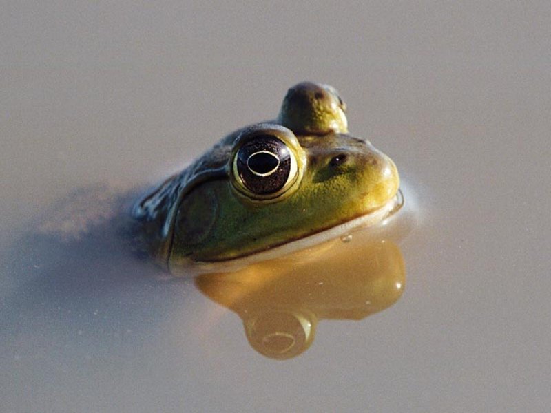 Bullfrog; DISPLAY FULL IMAGE.