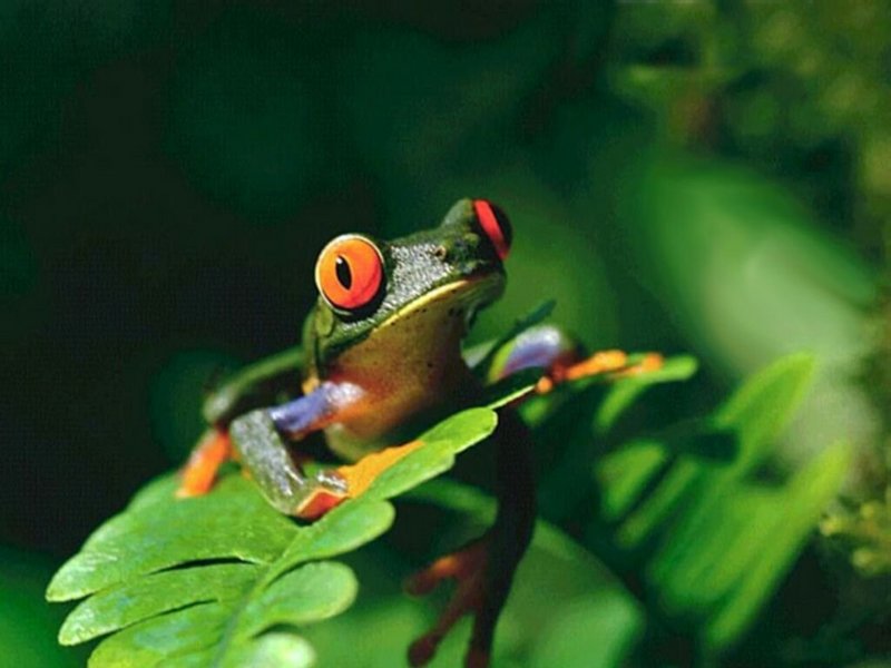 Treefrog; DISPLAY FULL IMAGE.