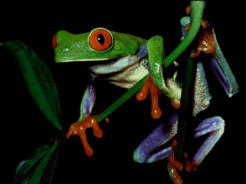 red-eyed tree frog; DISPLAY FULL IMAGE.