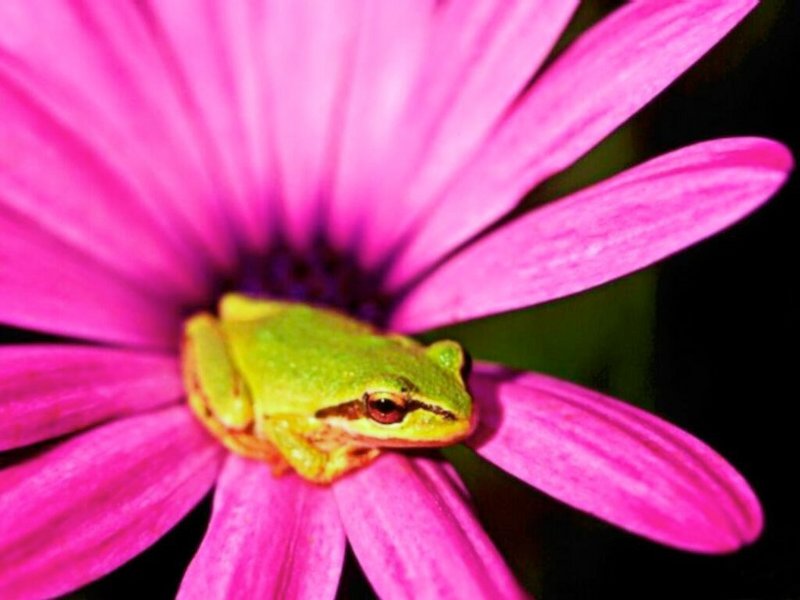 treefrog; DISPLAY FULL IMAGE.