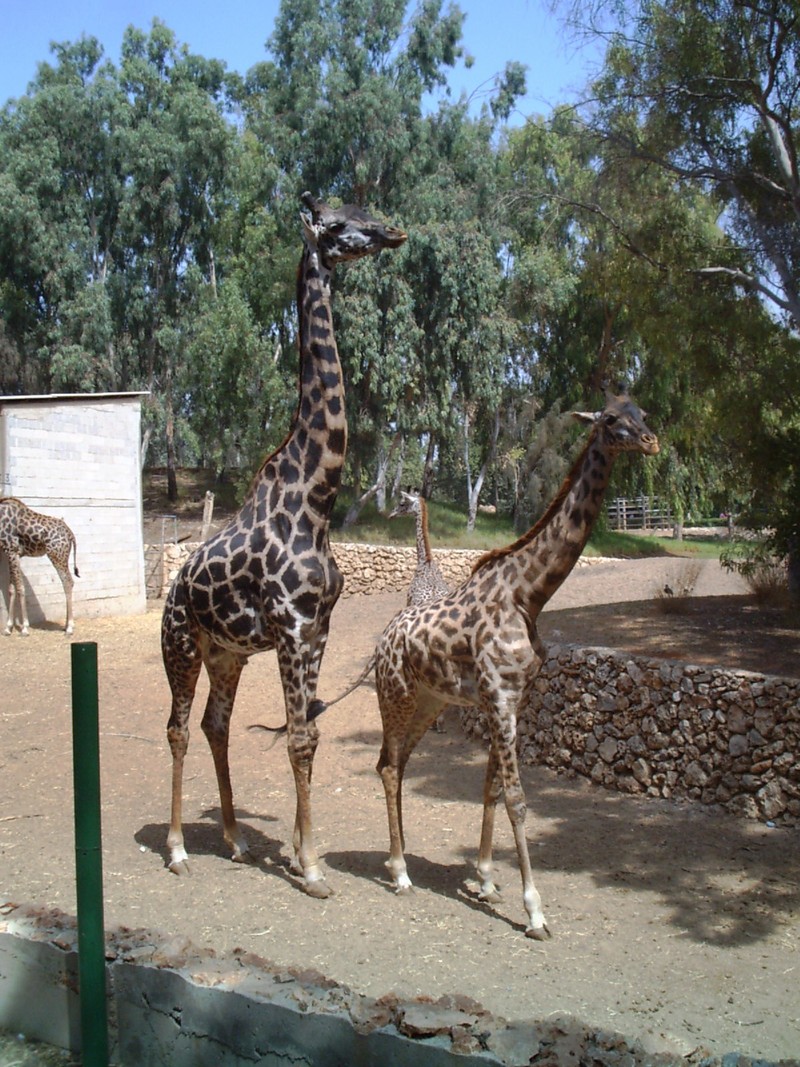 Girafs at Tel Aviv Zoological Center By: Shai Bohr, Israel; DISPLAY FULL IMAGE.