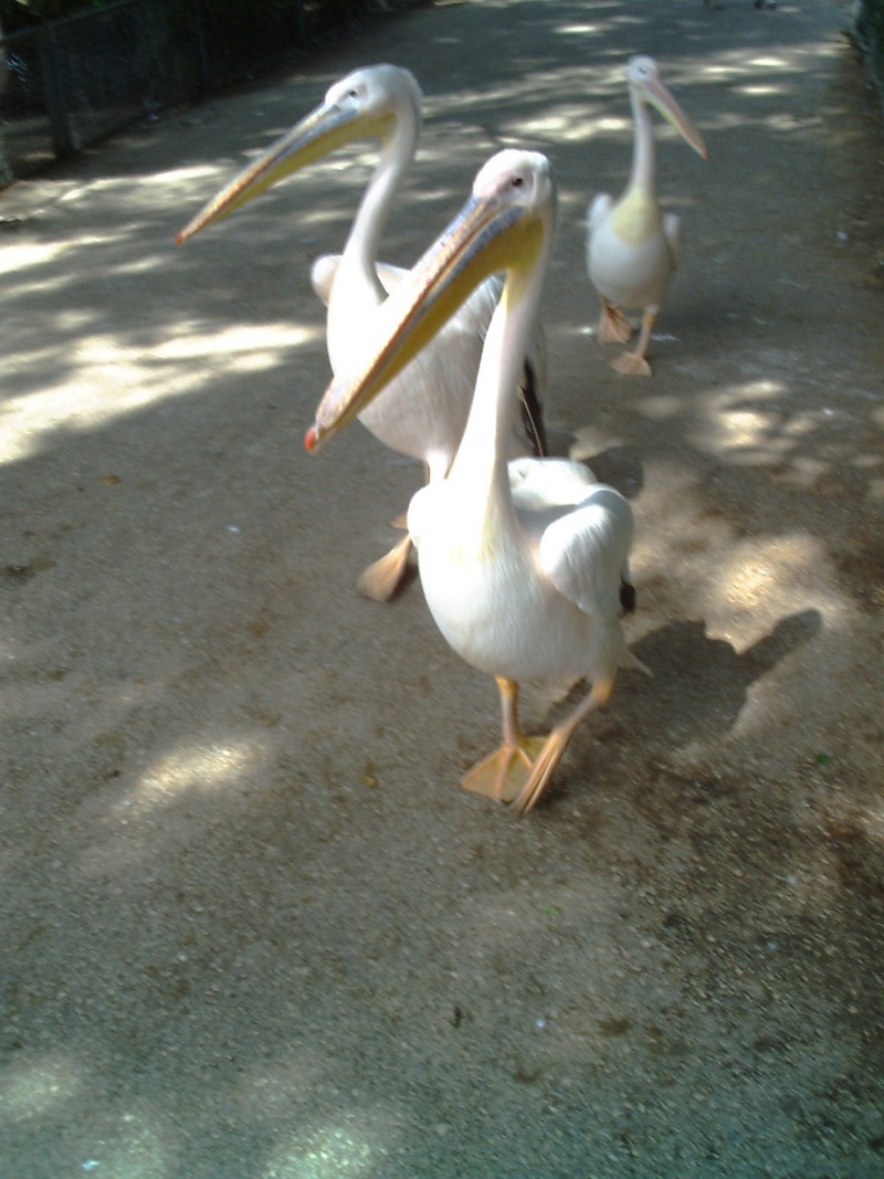 Pelicans at Tel Aviv zoological center. By: Shai Bohr, Israel; DISPLAY FULL IMAGE.