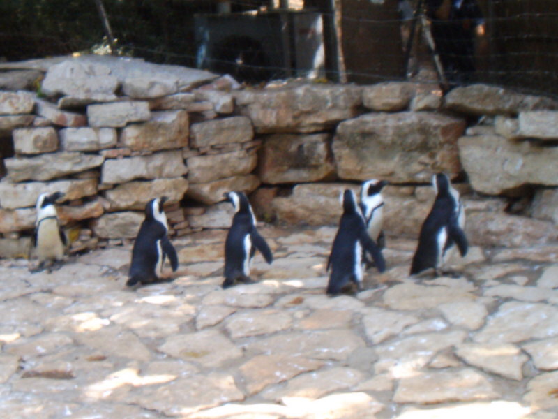 Penguins, Tel Aviv Zoological Center. By: Shai Bohr, Israel; DISPLAY FULL IMAGE.
