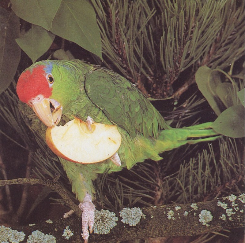 Mexican Red-head parrot eating an apple; DISPLAY FULL IMAGE.