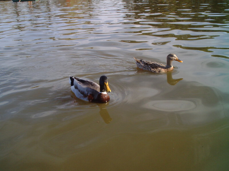 Ducks at Ramat Gan national park, Israel; DISPLAY FULL IMAGE.