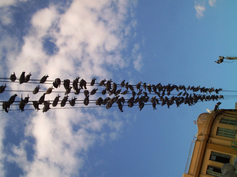 Pigeons, Alenby street, Tel Aviv; DISPLAY FULL IMAGE.