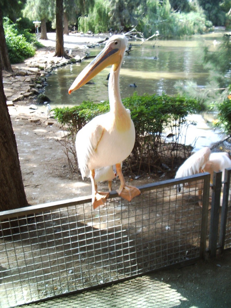 Pelican; DISPLAY FULL IMAGE.
