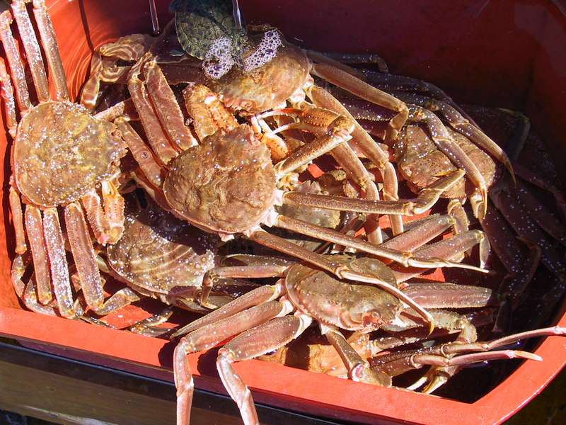 crab (dea-chon); DISPLAY FULL IMAGE.