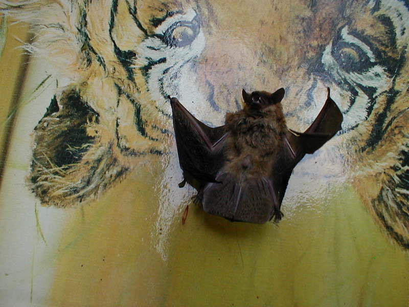 a Bat my cat caught; DISPLAY FULL IMAGE.