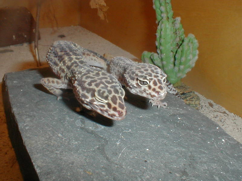 geckos; DISPLAY FULL IMAGE.