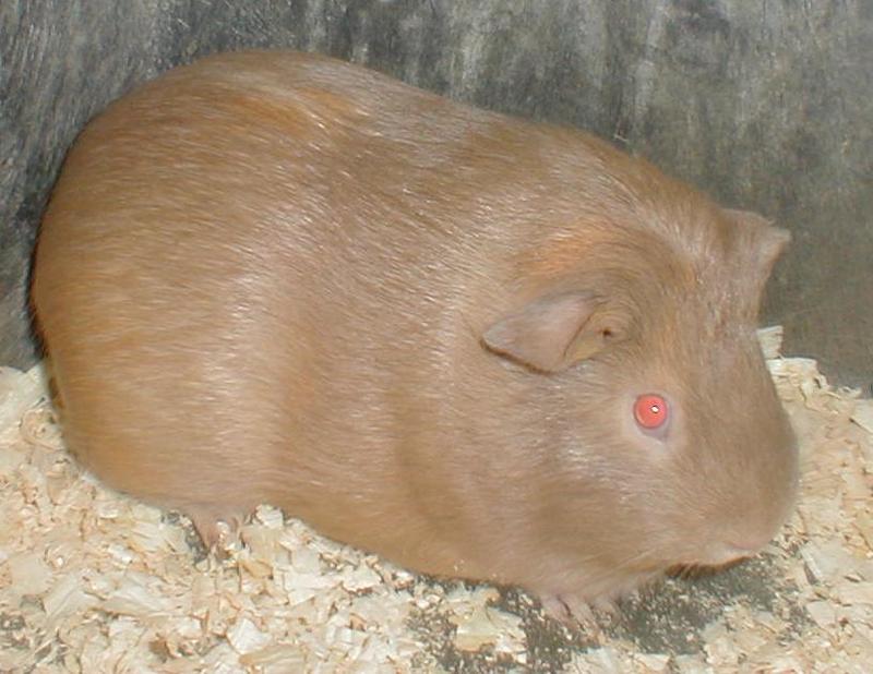 gpiggy2 - Guinea Pig; DISPLAY FULL IMAGE.