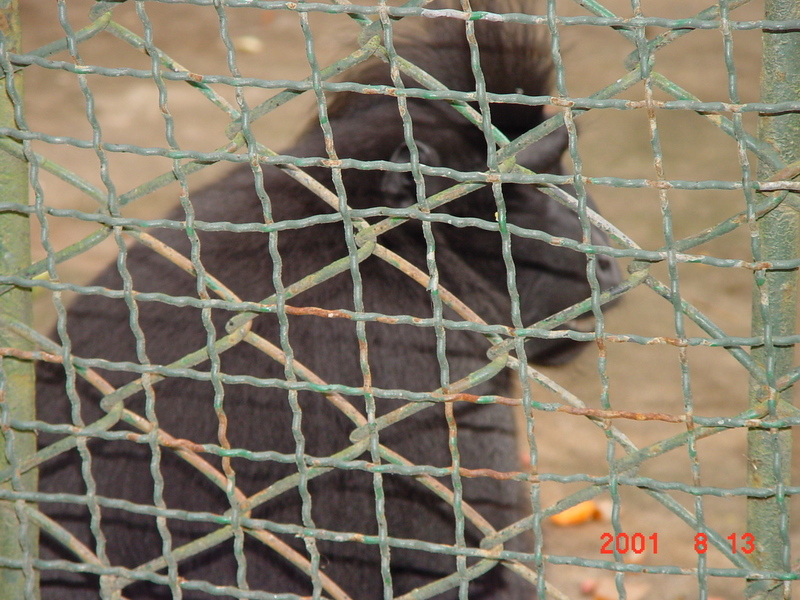 baboon (Jeonju Zoo); DISPLAY FULL IMAGE.