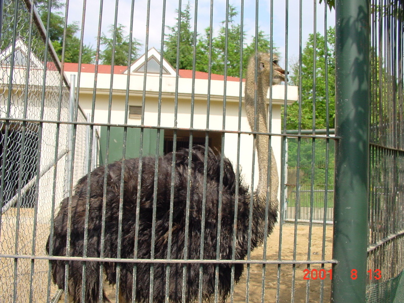 African Ostrich (Jeonju Zoo); DISPLAY FULL IMAGE.