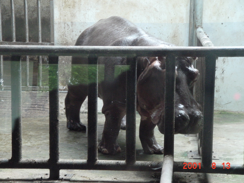 Hippo (Jeonju Zoo); DISPLAY FULL IMAGE.