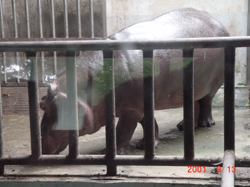 Hippopotamus (Jeonju Zoo); DISPLAY FULL IMAGE.