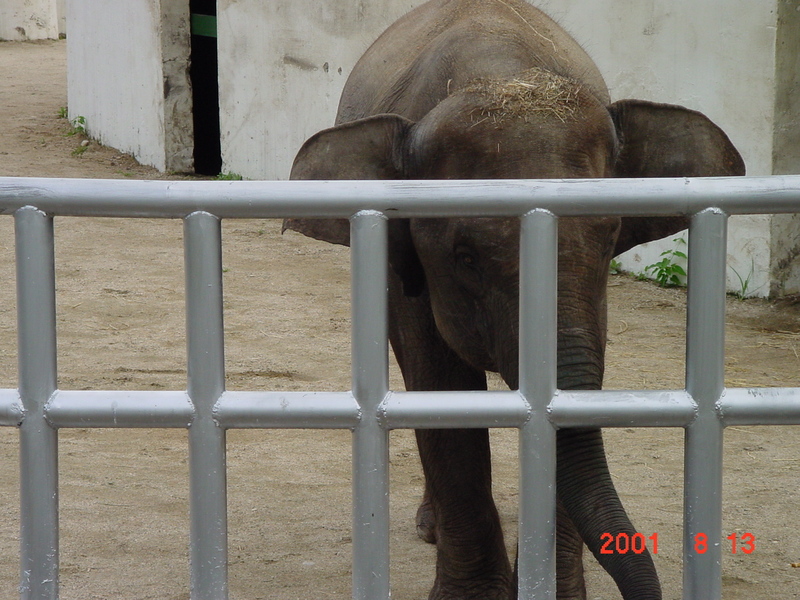 Asian Elephant (Jeonju Zoo); DISPLAY FULL IMAGE.
