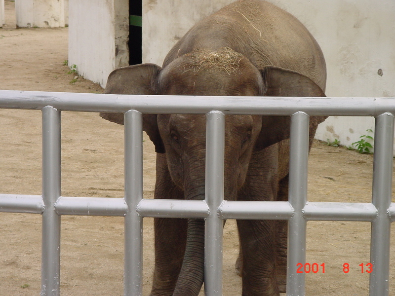 Asiatic Elephant (Jeonju Zoo); DISPLAY FULL IMAGE.